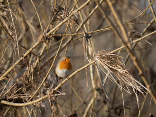 Rotkehlchen (Erithacus rubecula)