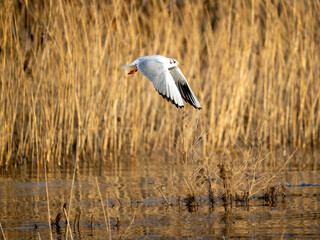 Lachmöwe (Chroicocephalus ridibundus)