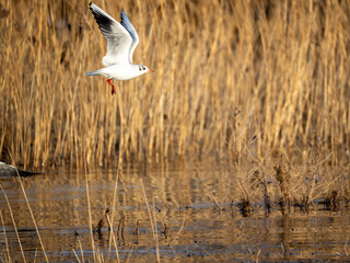 Lachmöwe (Chroicocephalus ridibundus)