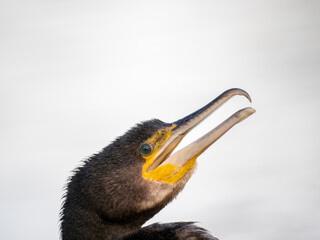 Kormoran (Phalacrocorax carbo)