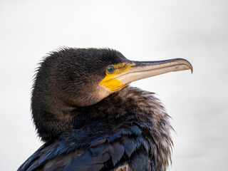 Kormoran (Phalacrocorax carbo)
