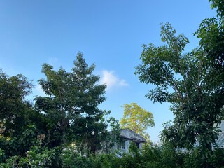 tree in the mountains