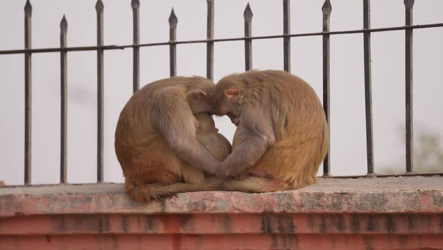 Family of monkeys sleeping together on bridge wall in city. Handheld, close up ayodhya monkey