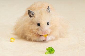 野菜を食べるゴールデンハムスター