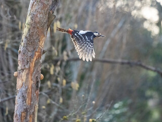 Buntspecht (Dendrocopos major)