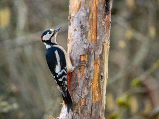 Buntspecht (Dendrocopos major)