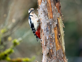Buntspecht (Dendrocopos major)