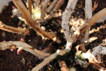 冬に剪定したアジサイの根元