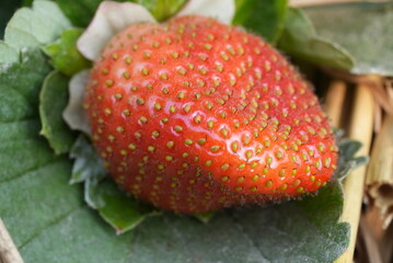 strawberry in the garden