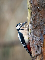 Buntspecht (Dendrocopos major)