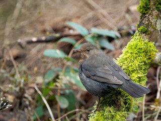 Amsel (Turdus merula)