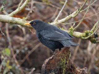 Amsel (Turdus merula)