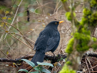 Amsel (Turdus merula)
