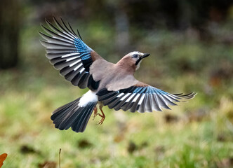 Eichelhäher (Garrulus glandarius)