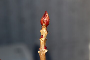 冬のアジサイの芽