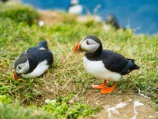 Puffin Pair in Iceland