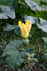 Green Organic vegetable sweet pumpkin small yellow flower in the garden, Young Pumpkin natural pollination in the field of countryside in Bangladesh