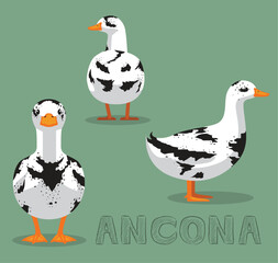 Duck Ancona Cartoon Vector Illustration