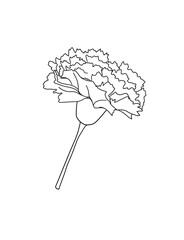 Carnation drawn with black lines.