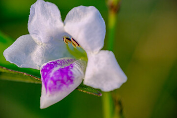 beautiful and captivating Chinese violets 