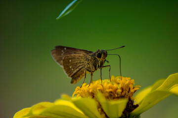 a butterfly on a yellow zinnia flower with a green background