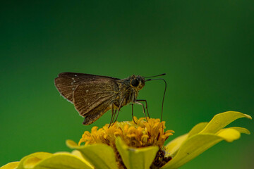 a butterfly on a yellow zinnia flower with a green background