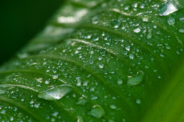 a green banana leaf with water droplets on it.