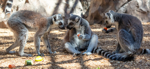 Lemurs eat vegetables at the zoo