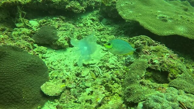 A rabbitfish feasts on a jellyfish, capturing a moment of marine life interaction.