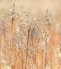 Dry ears of flowers on herbaceous plants