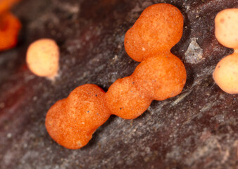 Disease on a tree branch. Orange mold