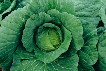 Green vegetables. Background and details of green vegetable leaves.