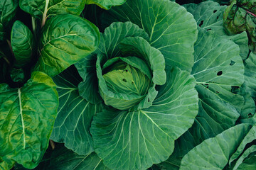 Obraz premium Green vegetables. Background and details of green vegetable leaves.