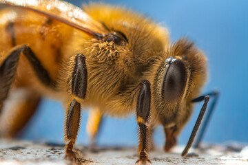 Bee macro
