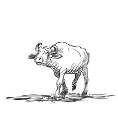 Buffalo walking and looking forward vector drawing, Farm animal water buffalo freehand sketch black ink on white