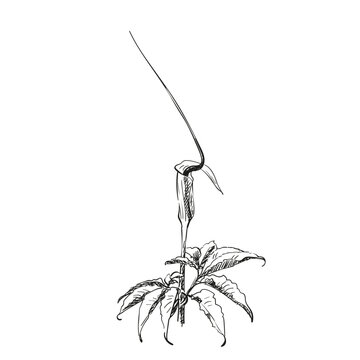 Flower Arisaema tortuosum hand drawn illustration, Vector sketch of blooming whipcord cobra lily, Black pen drawing on white