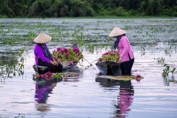 Foto op Canvas September 27, 2023: women in Long An province, Vietnam are harvesting water lilies in the fields © Long