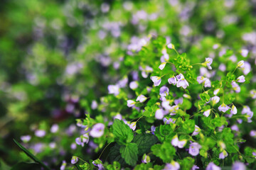 Plants and flowers macro. Detail of petals and leaves at sunset. Natural nature background.