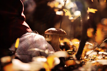Mushroom caps amid a pile of brown leaves on the forest floor on a fall day in Germany.