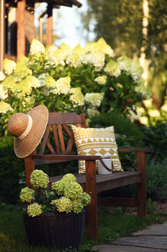Hydrangeas paniculata in summer cottage ornamental garden. Relax area with wooden bench, "Little Lime" hydrangea in rattan flower pot.