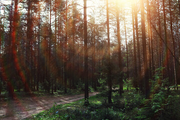 Fototapeta premium Pine forest. Trees in the forest. Fir branches with cones. Glare of the sun.