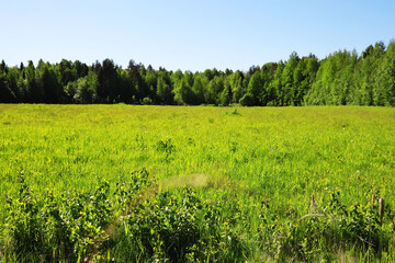 Spring nature background. Greenery of trees and grasses on a sunny spring morning. Forest landscape.