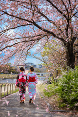 Young Japanese girls in traditional Yukata dress strolls by Kamogawa river Kyoto during full bloom cherry blossom 
