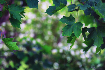 Plants and flowers macro. Detail of petals and leaves at sunset. Natural nature background.