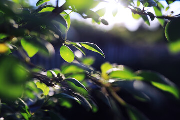 Plants and flowers macro. Detail of petals and leaves at sunset. Natural nature background.