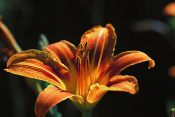 Plants and flowers macro. Detail of petals and leaves at sunset. Natural nature background.