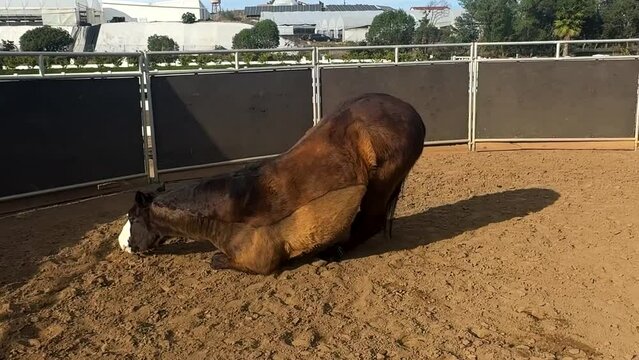 Horse rolling in the dirt.