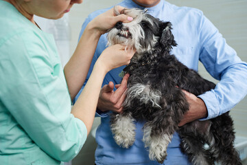 Veterinarian examine teeth of of the dog - obrazy, fototapety, plakaty