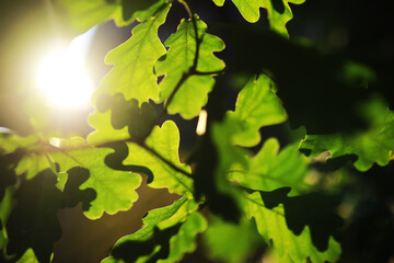 Spring nature background. Greenery of trees and grasses on a sunny spring morning. Forest landscape.
