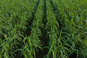 Obraz premium Aerial view of sugarcane plants growing at field